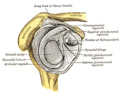 Arthroscopic Labrum Repair of the Shoulder Dr. Abigail R. Hamilton, M.D. Anatomy The shoulder joint involves three bones: the scapula (shoulder blade), the clavicle (collarbone) and the humerus (upper arm bone).