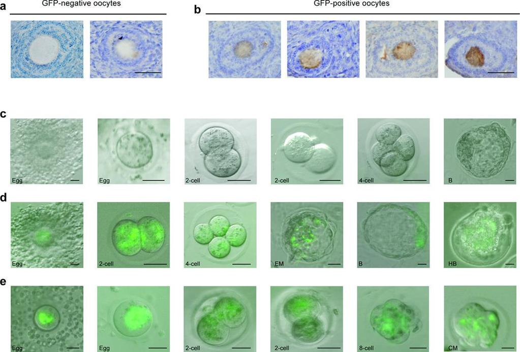 Oocyte formation by mitotically active germ cells purified from ovaries of