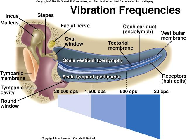 frequencies because the auditory
