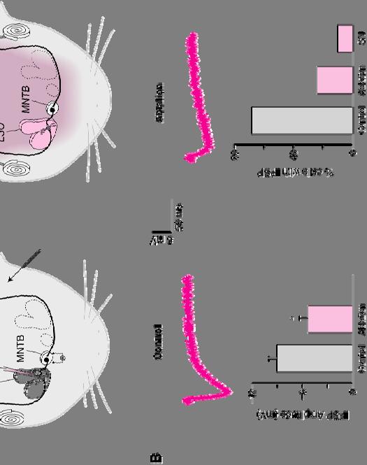 Disuse Leads to Weak Synapses During development disuse can result in weaker synapses