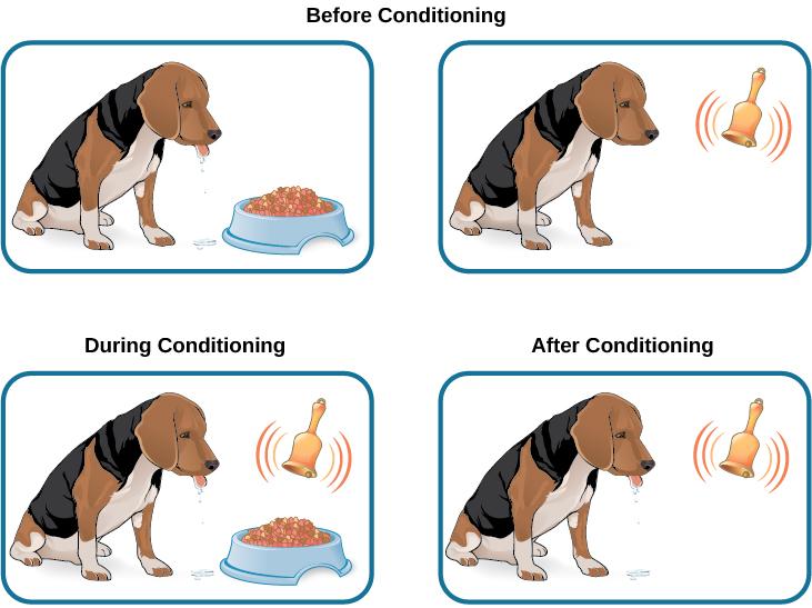 FIGURE 6.4 Before conditioning, an unconditioned stimulus (food) produces an unconditioned response (salivation), and a neutral stimulus (bell) does not produce a response.