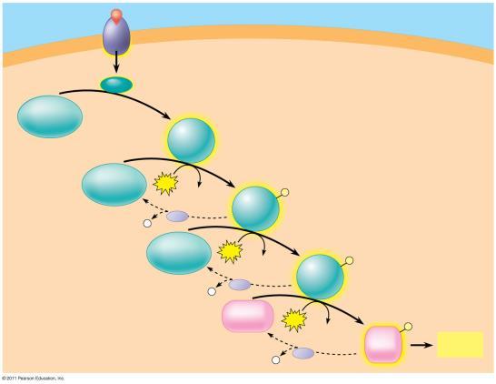 system acts as a molecular switch, turning activities on and off or up or down, as required Figure 11.
