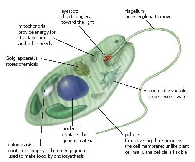 Euglena Similar to plant and animals Lots of sunlight make own food Little sunlight feed on smaller cells Contractile vacuole expels excess water