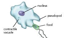 enclosed in food vacuole where it is slowly digested Amoebae Blob-like organism Changes shape as it moves Movement via pseudopod (false foot) o