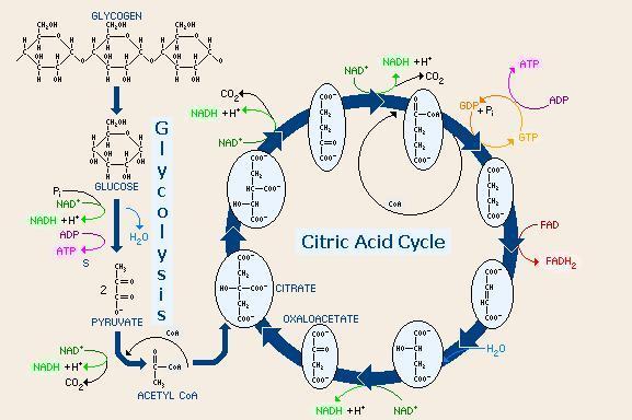 TOPIC 3: KREBS (CITRIC ACID) CYCLE the Krebs cycle, which also is known as the citric acid cycle, or TCA cycle.