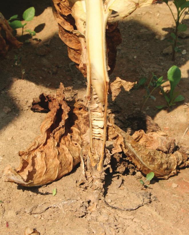 PROACTIVE STRATEGIES Some diseases, such as black shank (Figure 1) and Fusarium wilt (Figure 2), can only be effectively managed by preventative approaches.