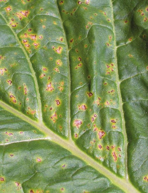 Angular Leaf Spot MINIMIZING TOBACCO FIELD DISEASES Soil test, then apply lime and fertilizer based on soil test results Once a suitable site has been selected, it is