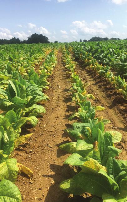 Research conducted by the University of Tennessee and the University of Kentucky has shown that while variety resistance to black shank markedly reduces black shank losses, these varieties should be