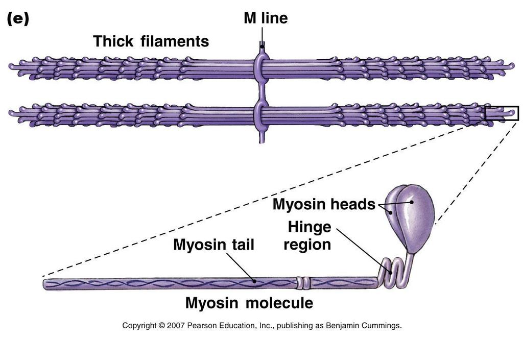 Thick Filament: Myosin Molecule Actin Binding Site ATPase