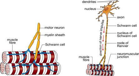THE NEUROMUSCULAR SYSTEM (P.