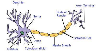 THE NERVE CELL Neurons are nerve cells, found in the nervous system.