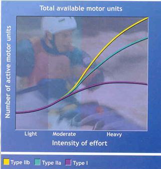 MOTOR UNITS Slow twitch muscle motor units