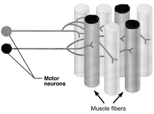 MOTOR UNIT motor neuron and the muscle fibers it innervates smallest amount of muscle that can be activated voluntarily recruitment