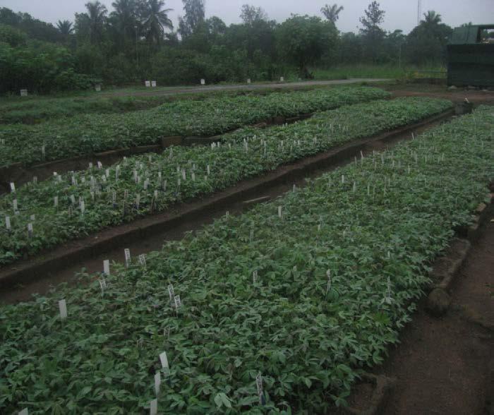 levels in cassava roots in Nigeria.
