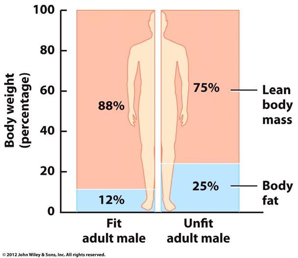 Body composition A physically fit person has a greater proportion of muscle and a smaller proportion of fat than an unfit
