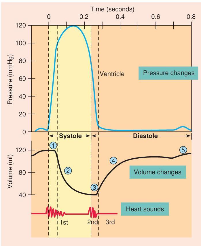 Closing of the semilunar valves produces the dub or second sound, when the pressure in the ventricles falls below the pressure in the arteries as the ventricles relax and blood hits and closes the
