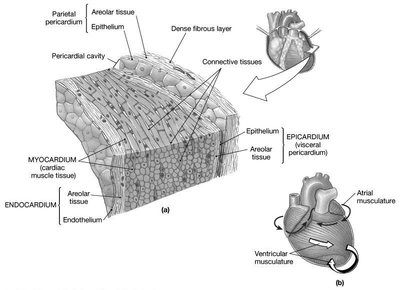 The Heart wall Components of the heart wall include Epicardium = visceral pericardium Myocardium = actual