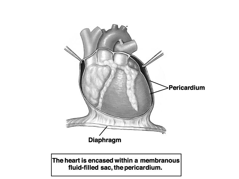 Heart Anatomy Visceral pericardium (epicardium) Parietal pericardium Pericarditis : Inflammation of the pericardium 9 Heart