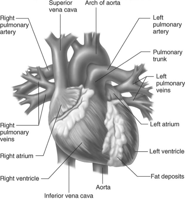 (Expandable exterior portion of an atria is called the auricle) Right atrium connects to right ventricle and left atrium