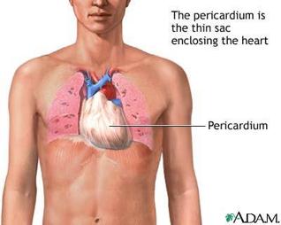 5. Pericardium The pericardial fluid lubricates the