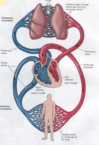 5. The left side of the heart receives the oxygenated blood from the lungs and pumps it to all the organs of the body The left side of the heart is