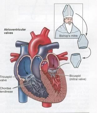 7. Atrioventricular Valves Entrance valves Located between atria and ventricles on both sides of the heart Have CUSPS or flaps When the