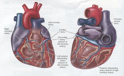 The CORONARY VEINS collect the blood that nourishes the myocardium The