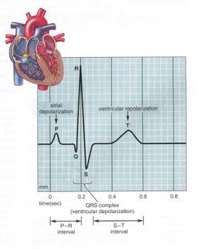 13. Electrocardiogram (ECG or EKG) The cardiac impulse is an ELECTRICAL SIGNAL It can be measured by placing electrodes on the