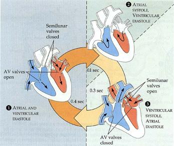 5. The cardiac cycle has 3 stages Atrial systole, ventricle