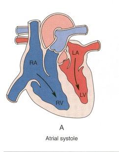 6. Atrial systole, ventricle diastole The atria contract (systole) and