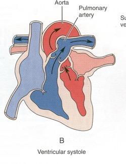 7. Ventricular systole, atrial diastole At end of atrial systole, the ventricles contract Blood is forced against the