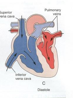8. Atrial and Ventricular Diastole For a brief period both the atria and