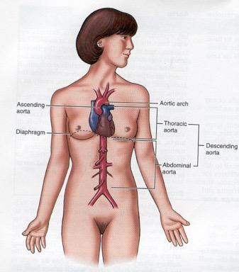 5. Major Arteries AORTA orginates in the heart s left ventricle Extends upward (ASCENDING AORTA) then