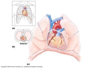 3. The adult heart is about the size of a closed fist 4.