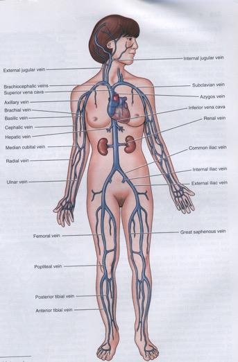 Veins converge from all over the body to deliver blood to the heart The VENA CAVA is the