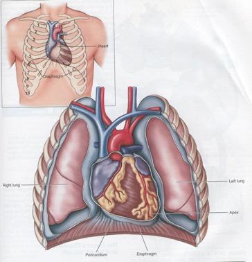 The lower, more pointed end of the heart is called the APEX PERICARDIUM: membrane that