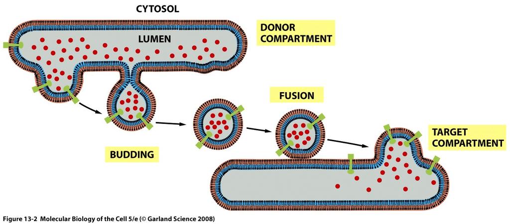 Transport vesicles Continually bud off from and fuse to other membrane compartments producing a constant flux of material Carry soluble