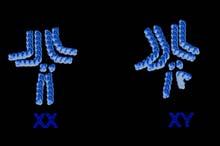 Males have X and Y sex chromosomes that are different in size, and many genes on the X chromosome are not present on the Y. Thus, males have only one copy of some genes.