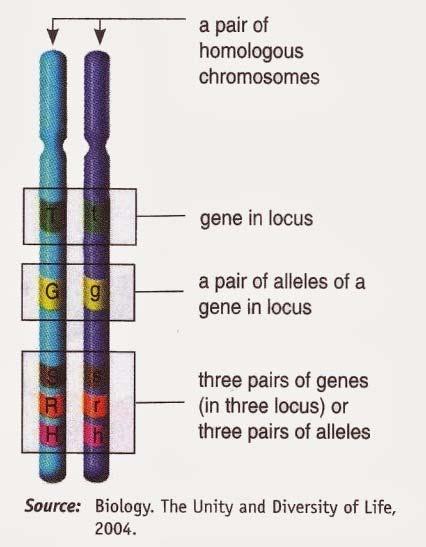Genetic linkage of genes on a single chromosome can