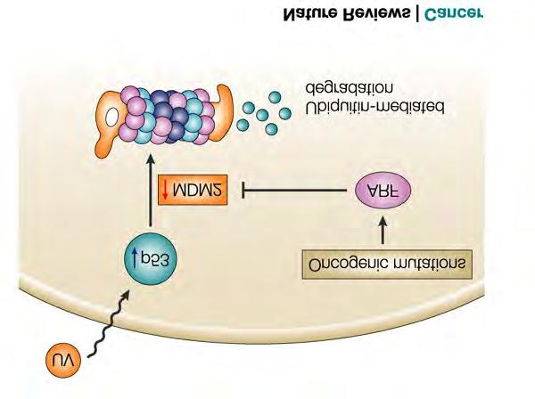 RETROVIRAL ONCOGENESIS Inserted oncogenes: Growth factor receptors - One example is epidermal growth factor receptor which promotes wound healing by stimulating cell growth.