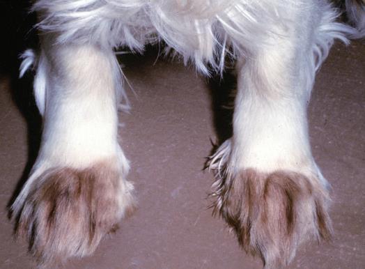 Secondary infections (Dogs) Malassezia