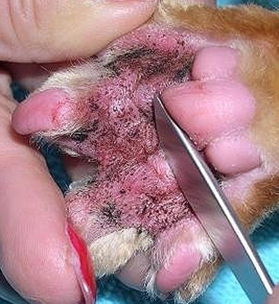 Malassezia in Cats Sometimes associated with atopic dermatitis Generalised: also look for systemic disease Courtesy