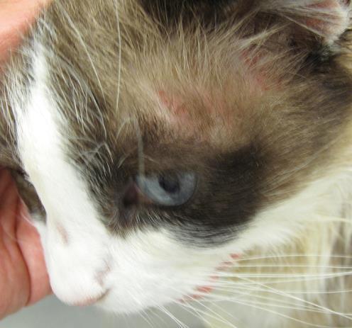 Clinical Signs (Cats) Facial /