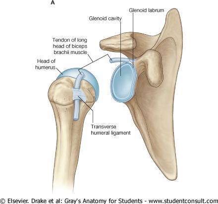 Shoulder joint (Glenohumeral joint) Shoulder joint is a the ball and socket