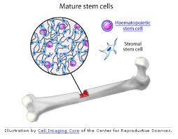 Types of Bone Cells Osteocytes Mature bone cells Osteoblasts Bone-forming cells