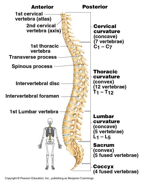 The Vertebral Column Vertebrae separated by intervertebral discs The spine has a