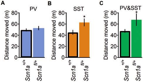 Dissecting Dravet syndrome phenotypes BRAIN 2015: 138; 2219 2233 2227 Figure 6 Selective deletion of Na v 1.1 in SST-expressing neurons causes hyperactivity.