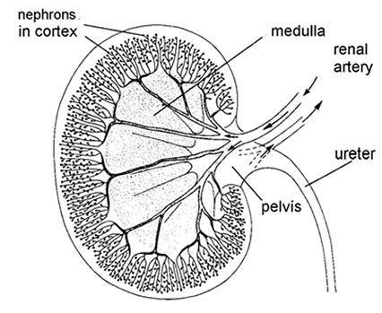 Structure of the kidney If you cut into a kidney you see two distinct parts, the dark red outer zone called the cortex and the lighter inner zone, the medulla.