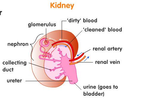Biology Form 4 Page 36 Ms. R. Buttigieg Ultrafiltration The blood arrives at the kidney in the renal artery at high pressure and enters the group of capillaries called the glomerulus.