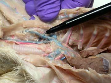 The internal carotid artery will not be observed because in the cat it is very small, however, it is of significance for two reasons.